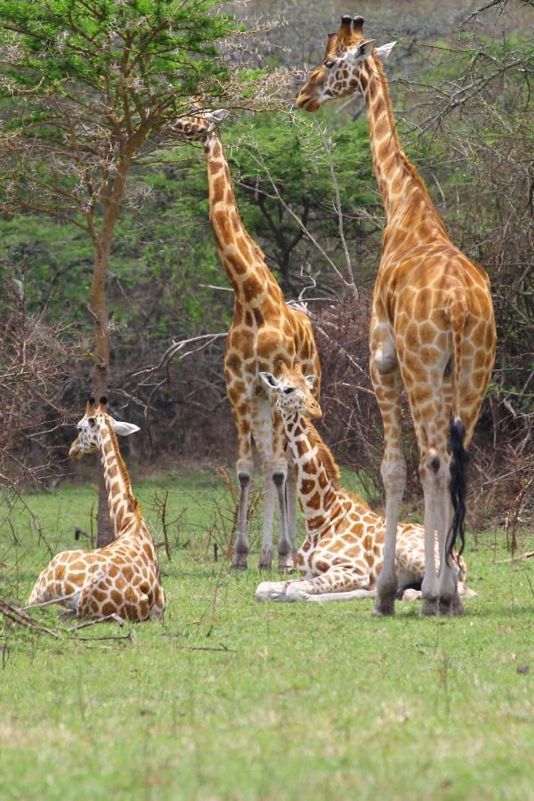 Hyena Hill Lodge Sanga エクステリア 写真
