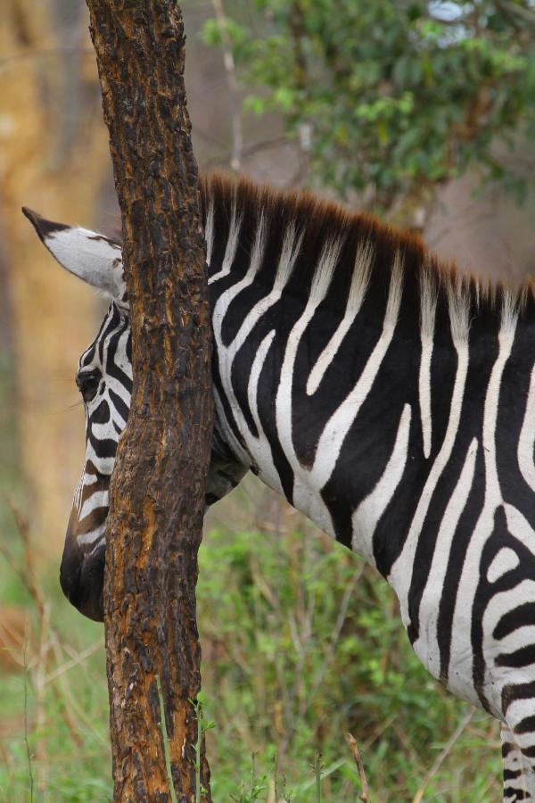 Hyena Hill Lodge Sanga エクステリア 写真